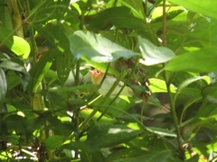 Phylloscopus grammiceps