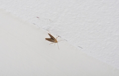 Crassa tinctella