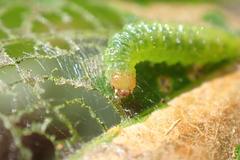 Cotachena histricalis