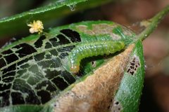 Cotachena histricalis
