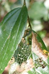 Cotachena histricalis