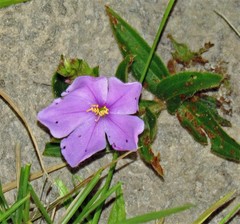 Chaetogastra gracilis