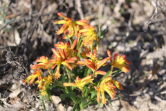 Anigozanthos humilis humilis