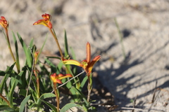 Anigozanthos humilis humilis
