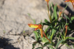 Anigozanthos humilis humilis
