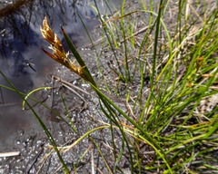 Schoenus brevifolius