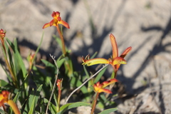 Anigozanthos humilis humilis