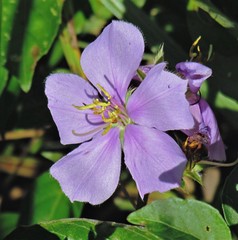 Chaetogastra gracilis