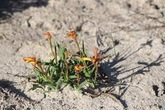 Anigozanthos humilis humilis
