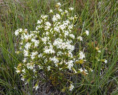 Pimelea phylicoides