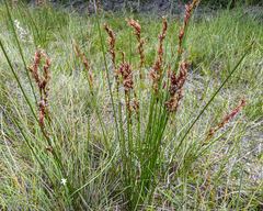 Schoenus brevifolius