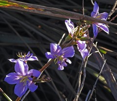 Chaetogastra gracilis