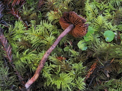 Cortinarius anthracinus