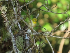 Zosterops japonicus montanus