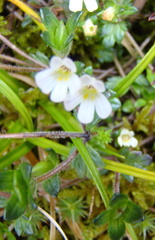 Euphrasia australis
