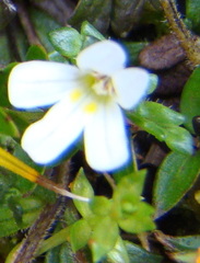 Euphrasia australis