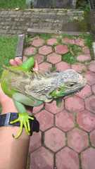 Iguana iguana