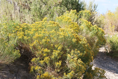 Chrysothamnus greenei