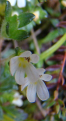 Euphrasia australis