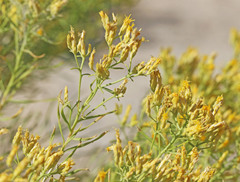 Chrysothamnus greenei