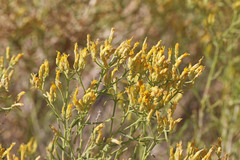 Chrysothamnus greenei