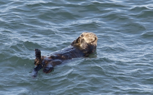 Northern Sea Otter photographed in Oregon