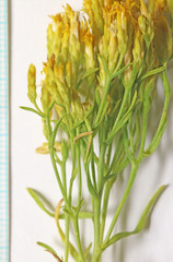 Chrysothamnus greenei