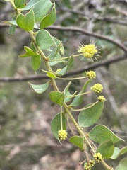 Acacia cremiflora