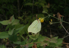 Gonepteryx rhamni