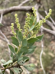 Acacia cremiflora