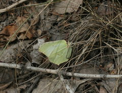 Gonepteryx rhamni