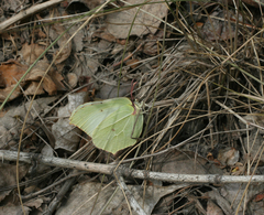 Gonepteryx rhamni