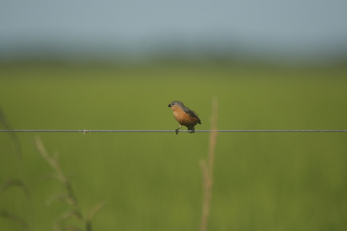 Tawny-bellied Seedeater (Sporophila hypoxantha), photo 4