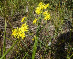 Senecio spanomerus