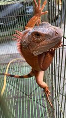 Stenocercus rhodomelas