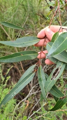 Eucalyptus curtisii