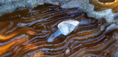 photo of Pacific Gooseneck Barnacle (Lepas pacifica)