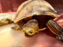 Trachemys grayi grayi