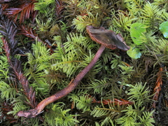 Cortinarius anthracinus