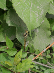Orthetrum cancellatum