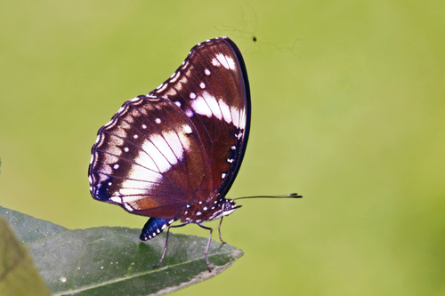 Great Eggfly, photo 5 of 9
