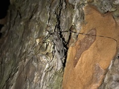 Acanthocinus nodosus