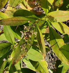 Lysimachia clethroides