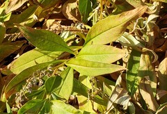 Lysimachia clethroides