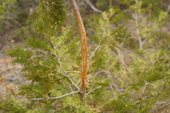 Odocoileus virginianus borealis