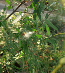 Metastelma barbigerum