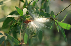 Metastelma barbigerum