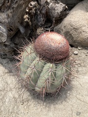 Melocactus peruvianus