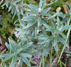 Celmisia walkeri