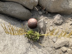 Peperomia dolabriformis